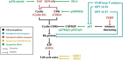 Proliferation Increasing Genetic Engineering in Human Corneal Endothelial Cells: A Literature Review